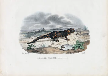 Salamandra di fuoco, 1863-79